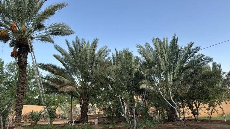 سوسة النخيل الحمراء تثير مخاوف مزارعي السيل الصغير سوسة النخيل الحمراء تثير مخاوف مزارعي السيل الصغير