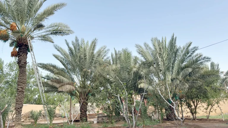 سوسة النخيل الحمراء تثير مخاوف مزارعي السيل الصغير سوسة النخيل الحمراء تثير مخاوف مزارعي السيل الصغير