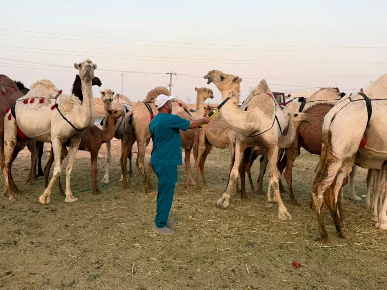 الرياض: ضبط 48 متناً من الإبل لمنع بيع حليب الإبل العشوائي الرياض: ضبط 48 متناً من الإبل لمنع بيع حليب الإبل العشوائي