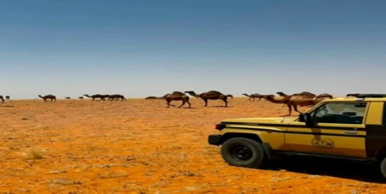 الأمن البيئي يضبط مخالفتين في محميتين ملكيتين