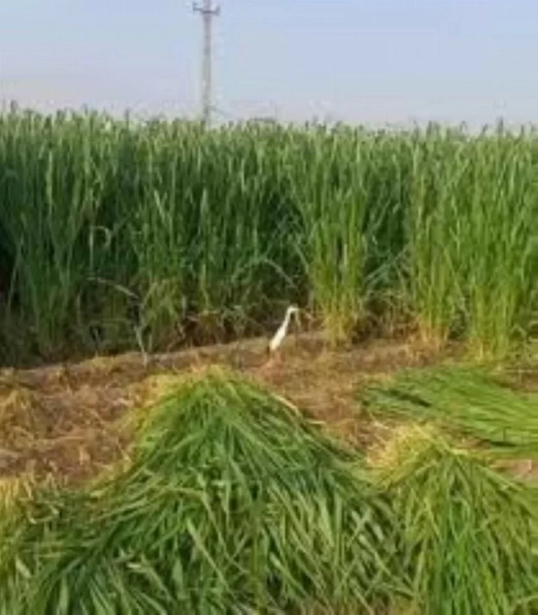 إيقاف زراعة الأعلاف المعمرة في 6 مناطق بالمملكة إيقاف زراعة الأعلاف المعمرة في 6 مناطق بالمملكة