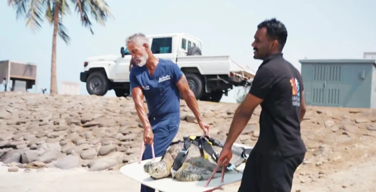 إعادة 79 سلحفاة بحرية إلى موائلها في البحر الأحمر إعادة 79 سلحفاة بحرية إلى موائلها في البحر الأحمر