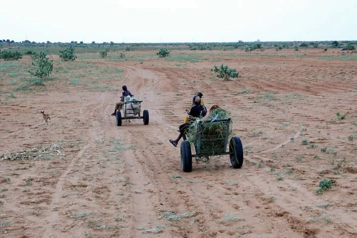 الجفاف في السودان يسجل أسوأ مستوياته منذ 30 عاماً الجفاف في السودان يسجل أسوأ مستوياته منذ 30 عاماً