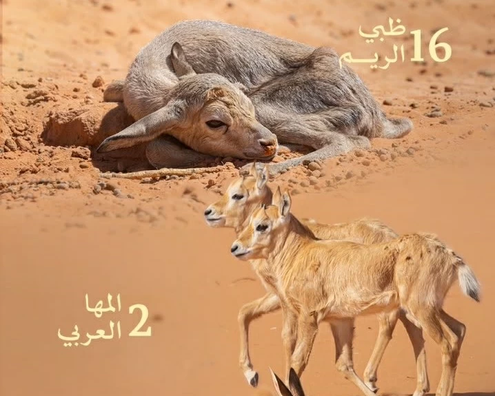 رصد 19 مولوداً من الكائنات الفطرية بمحميتين ملكيتين رصد 19 مولوداً من الكائنات الفطرية بمحميتين ملكيتين